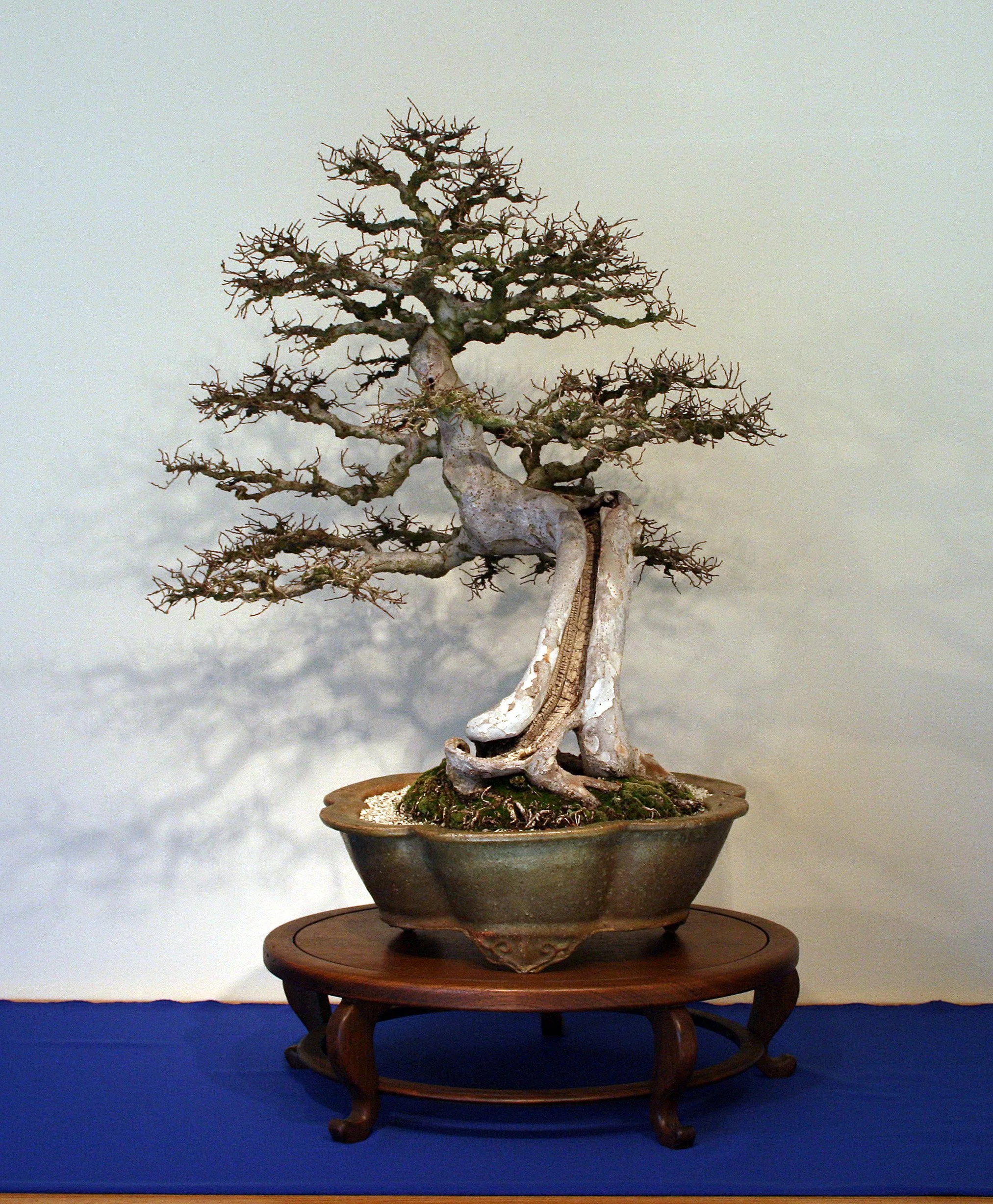 Winter Silhouettes — National Bonsai Foundation